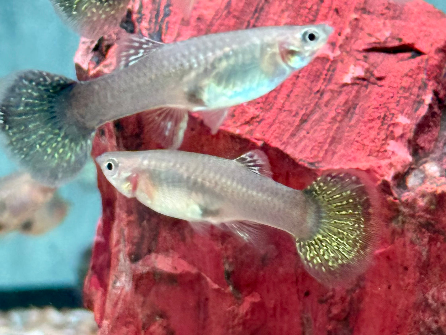 Miracle green Lace Multicolore Guppy Poecilia reticulata Weibchen