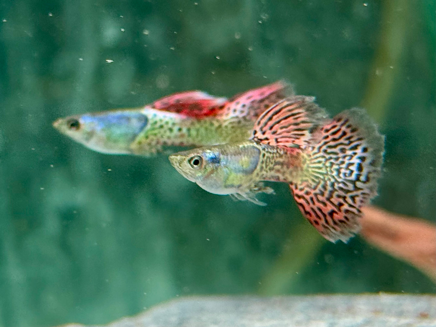 Miracle red Lace Guppy Poecilia reticulata Männchen