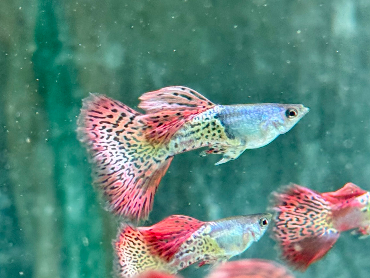 Miracle red Lace Guppy Poecilia reticulata Männchen