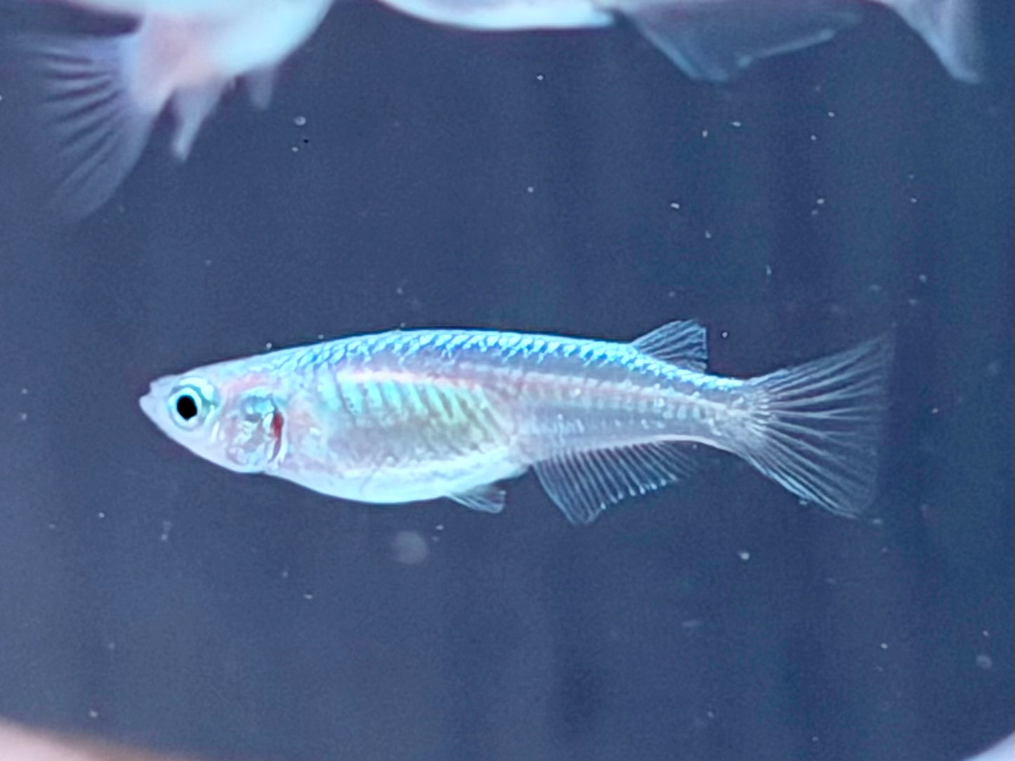 Miyuki blau Medaka Reisfisch Oryzias latipes