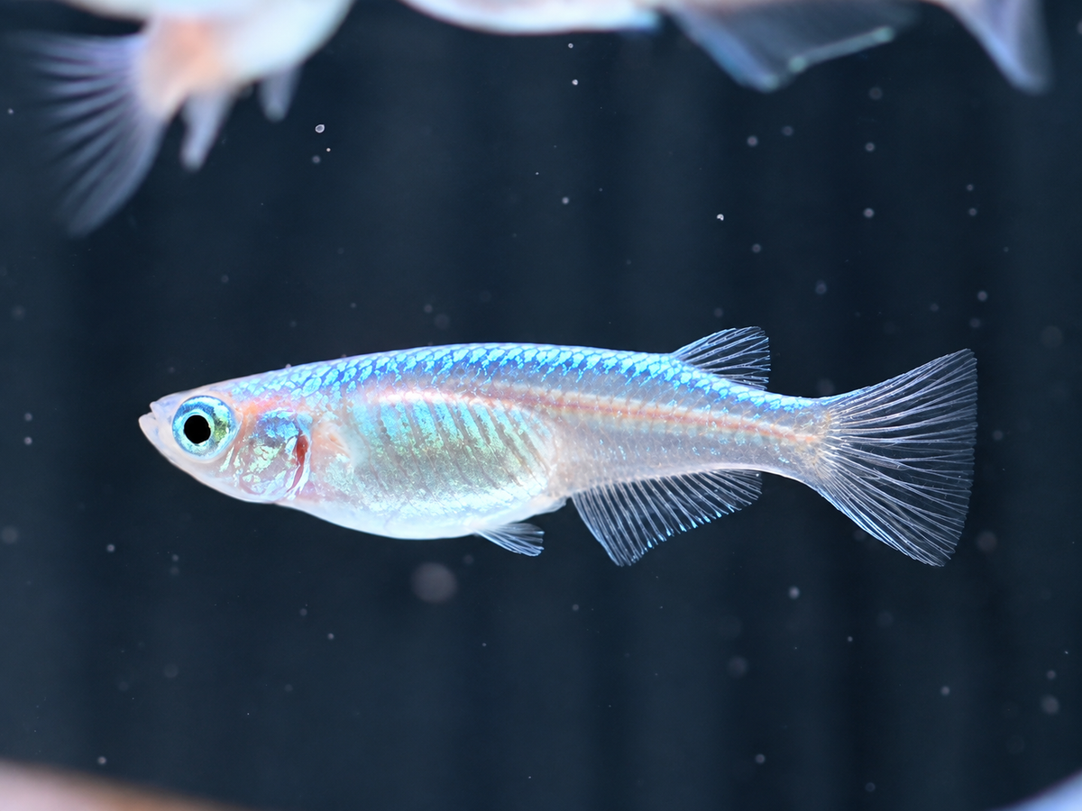 Miyuki blau Medaka Reisfisch Oryzias latipes
