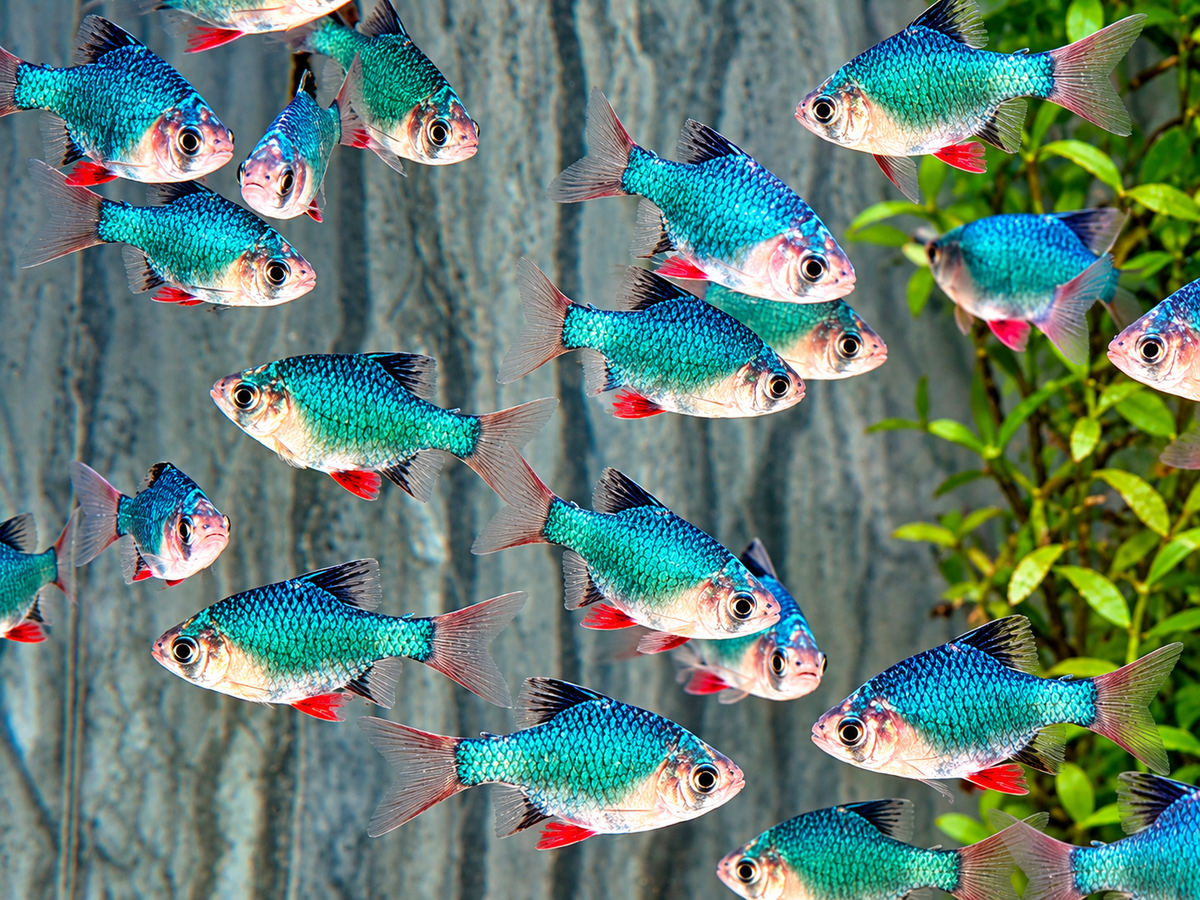 Moosbarbe Puntigrus tetrazona