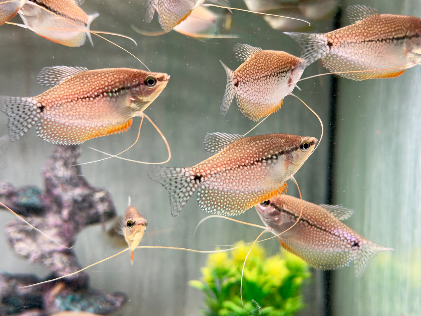 Mosaikfadenfisch Trichogaster leeri