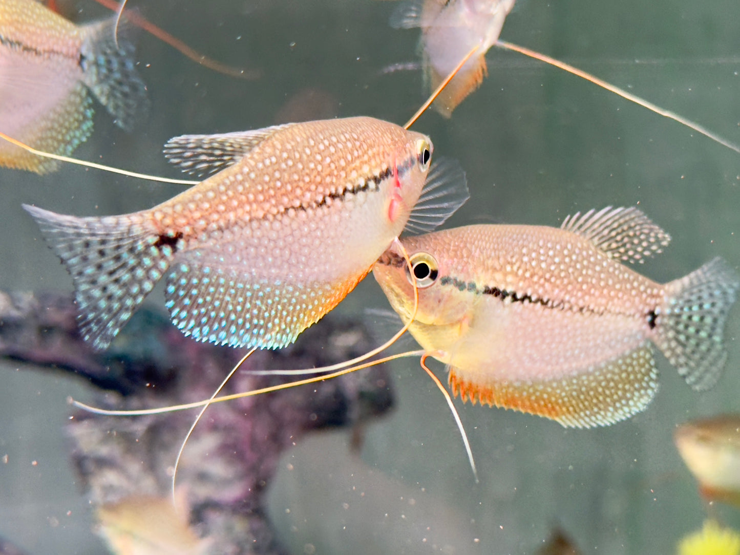 Mosaikfadenfisch Trichogaster leeri
