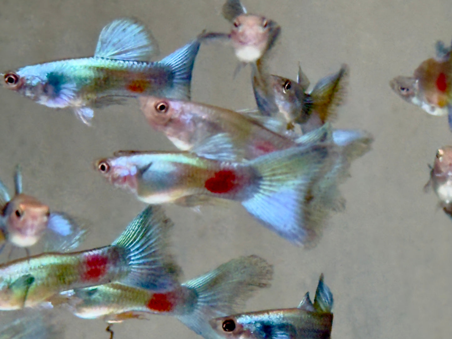 Guppy Moskau Grün Poecilia reticulata Männchen