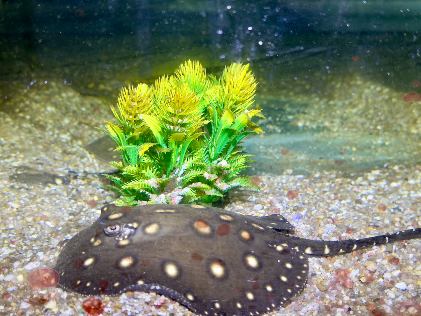 Motoro x Leopoldi Hybriden Rochen Potamotrygon motoro