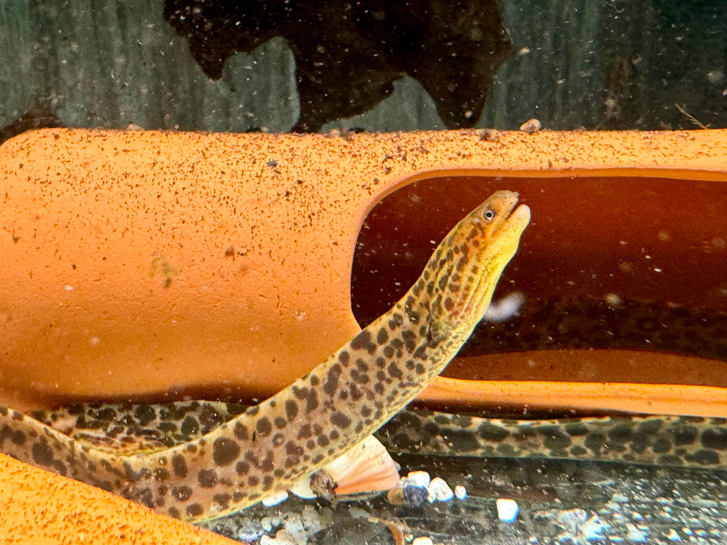 Leopardmuräne Gymnothorax polyuranodon