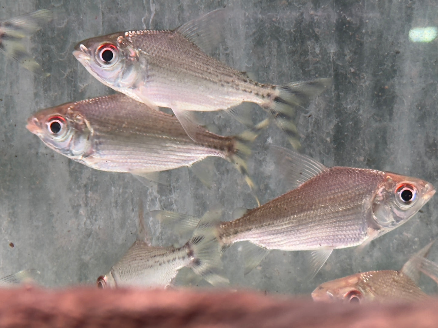 Nachtsalmler Semaprochilodus kneri