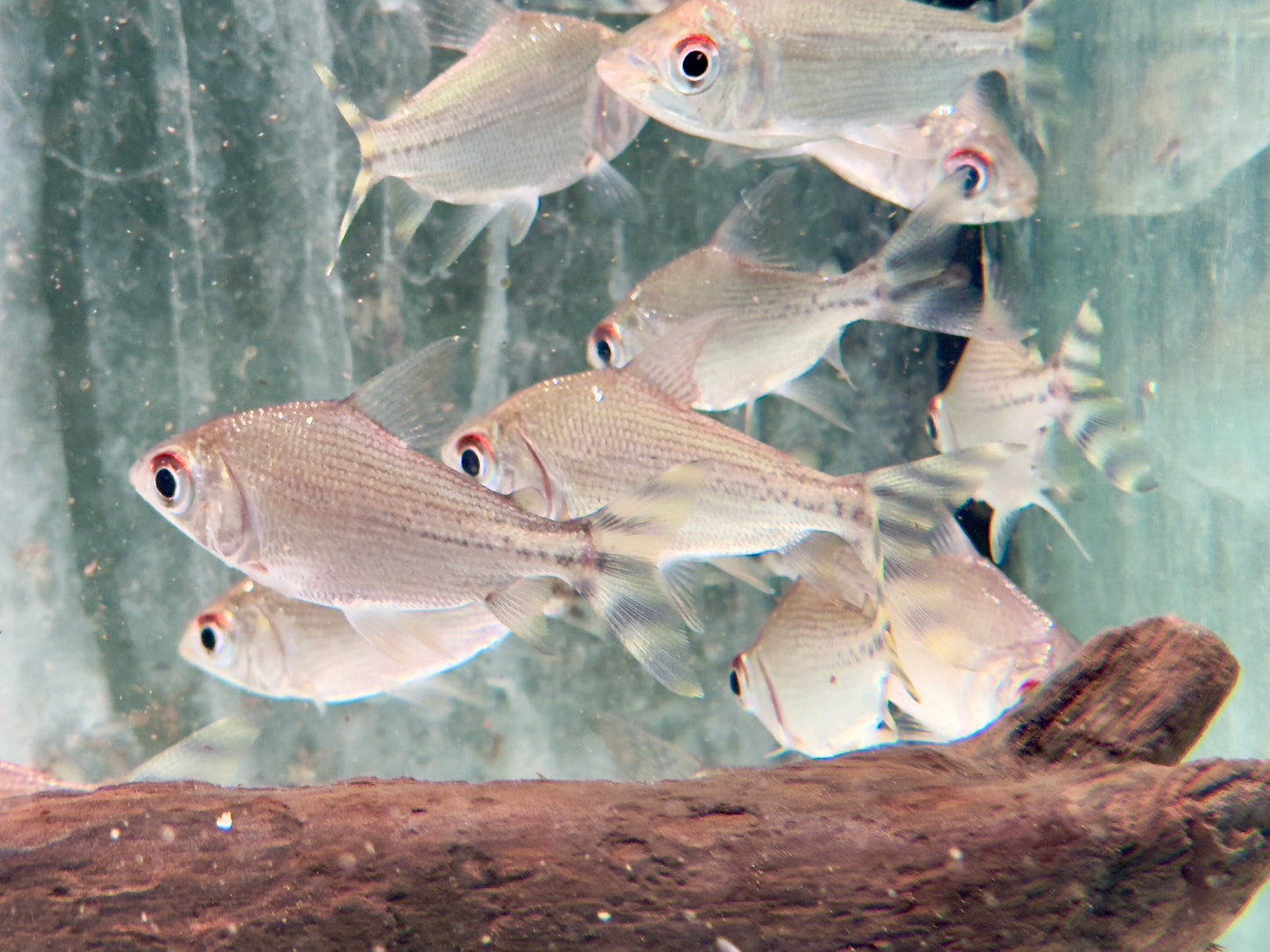 Nachtsalmler Semaprochilodus kneri