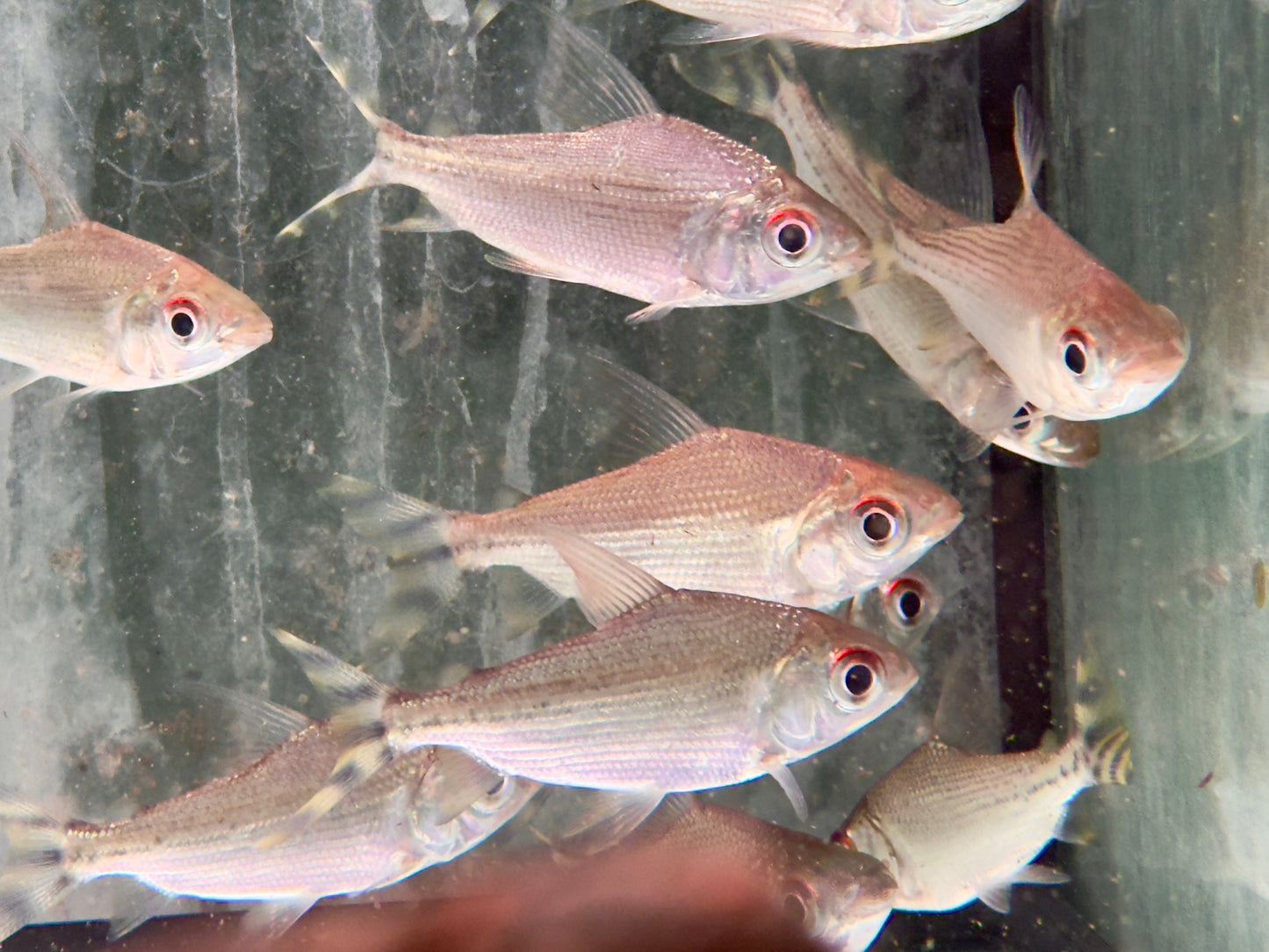 Nachtsalmler Semaprochilodus kneri