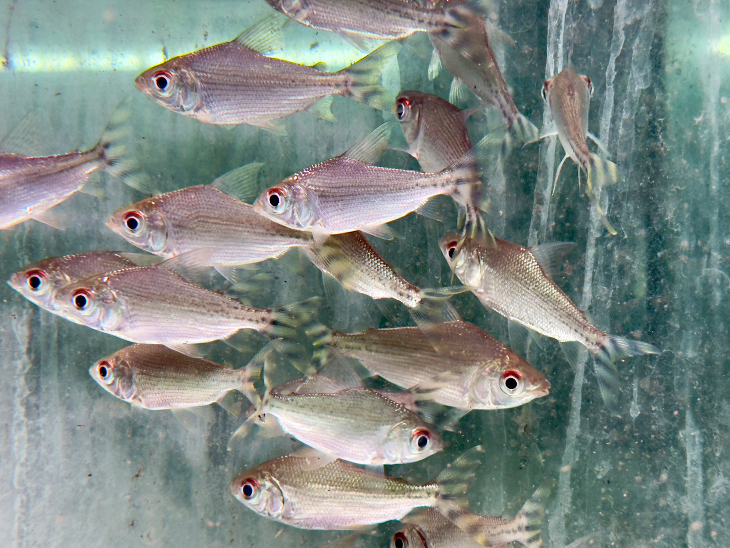Nachtsalmler Semaprochilodus kneri