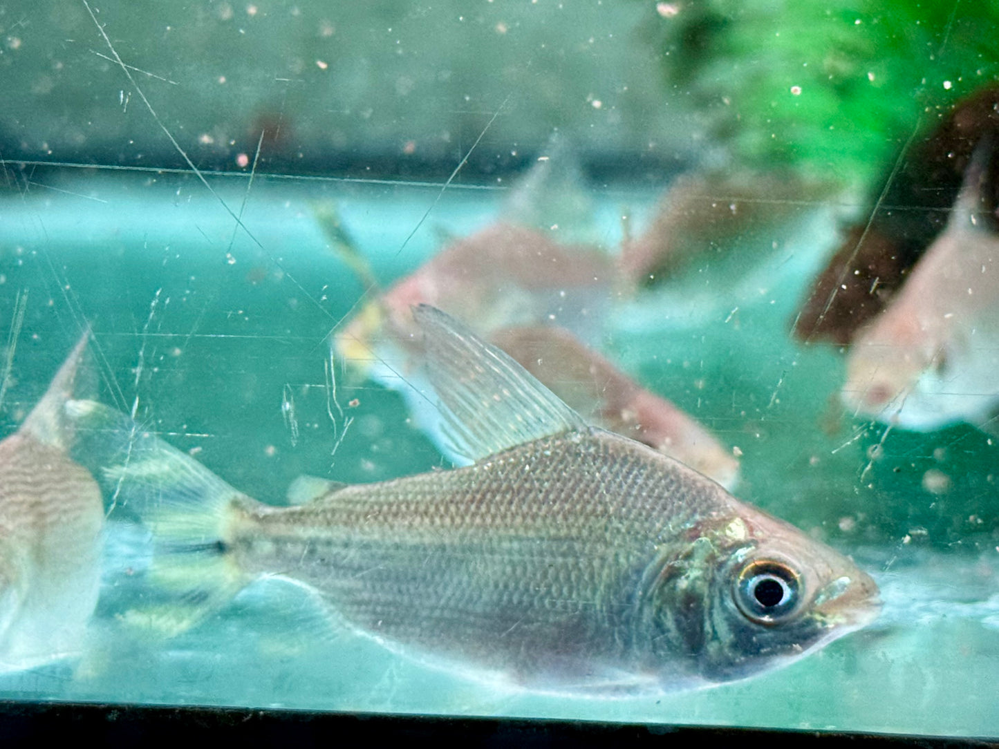 Nachtsalmler Semaprochilodus kneri 4-5 cm