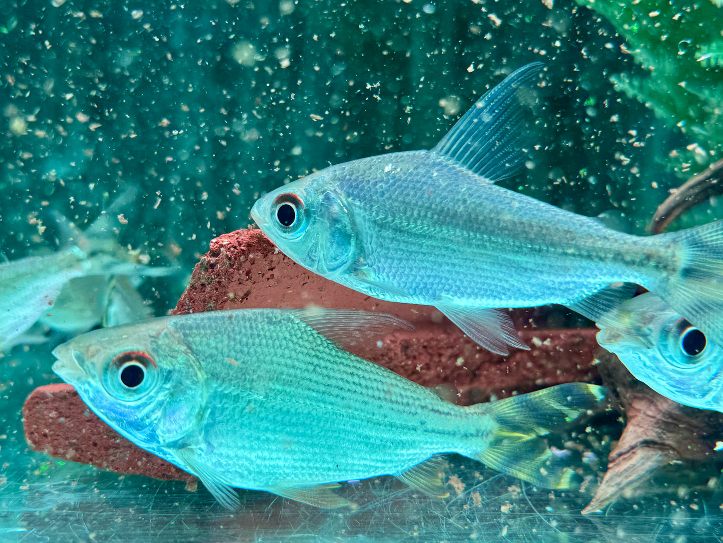 Nachtsalmler Semaprochilodus kneri