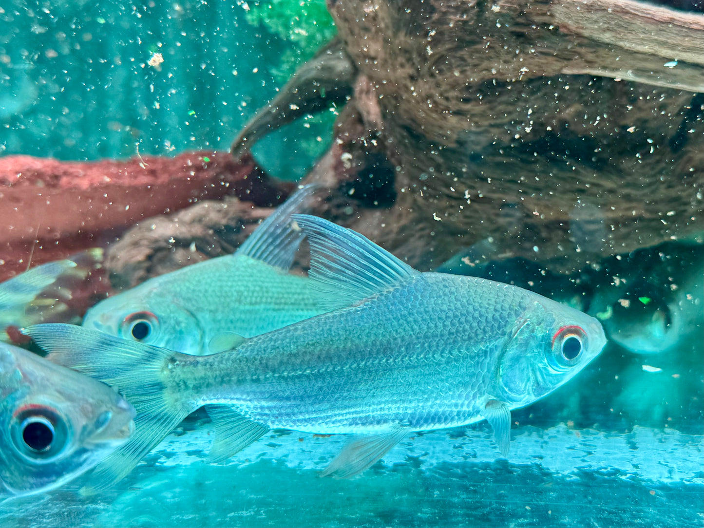 Nachtsalmler Semaprochilodus kneri