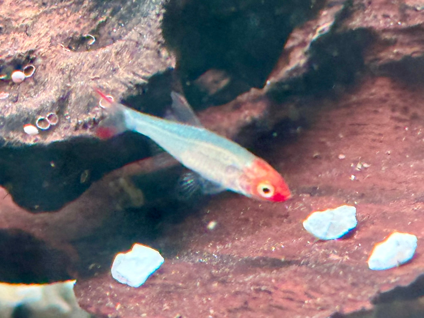 Nacktlaube Sawbwa resplendens
