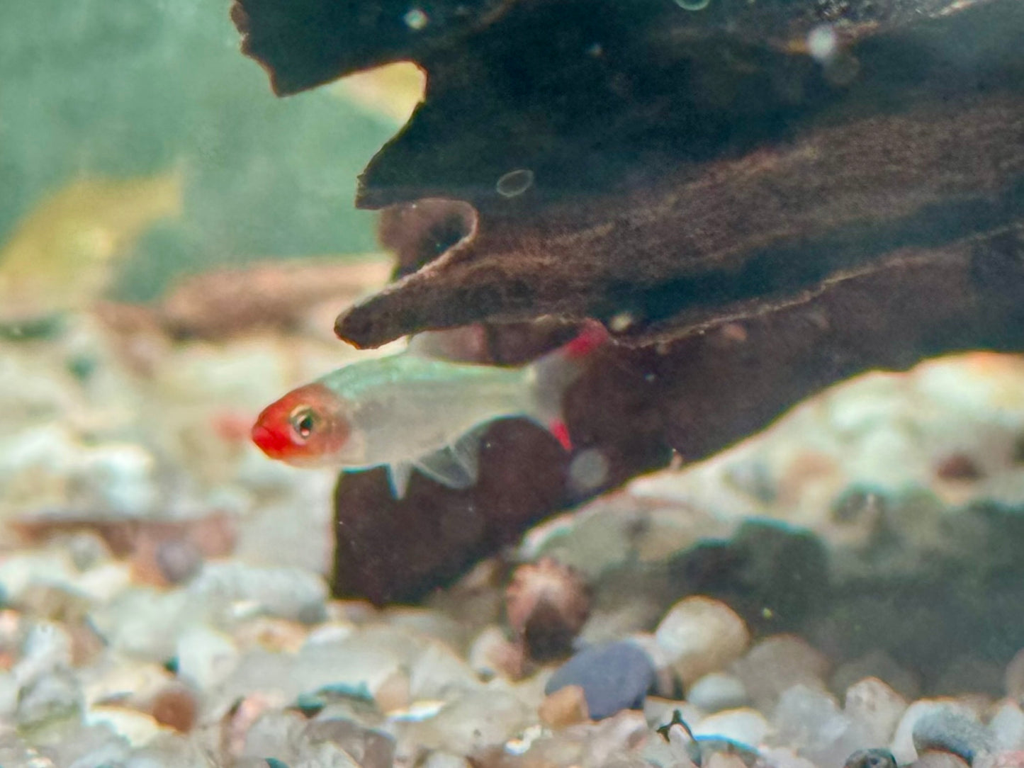 Nacktlaube Sawbwa resplendens