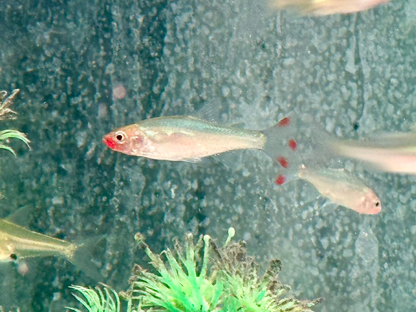 Nacktlaube Sawbwa resplendens