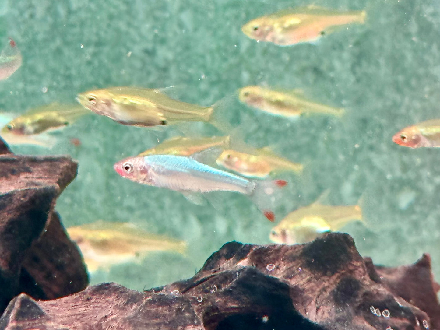 Nacktlaube Sawbwa resplendens