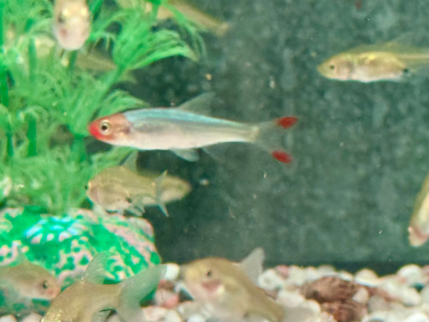Nacktlaube Sawbwa resplendens