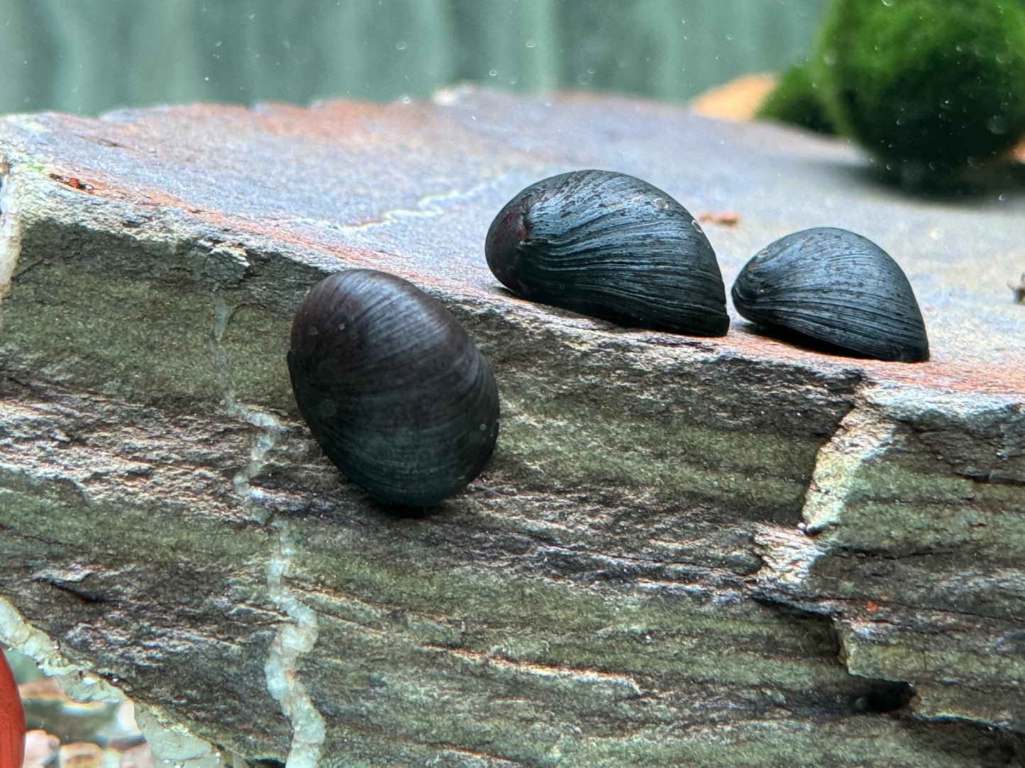Anthrazit Napfschnecke Stahlhelmschnecke Neritina pulligera