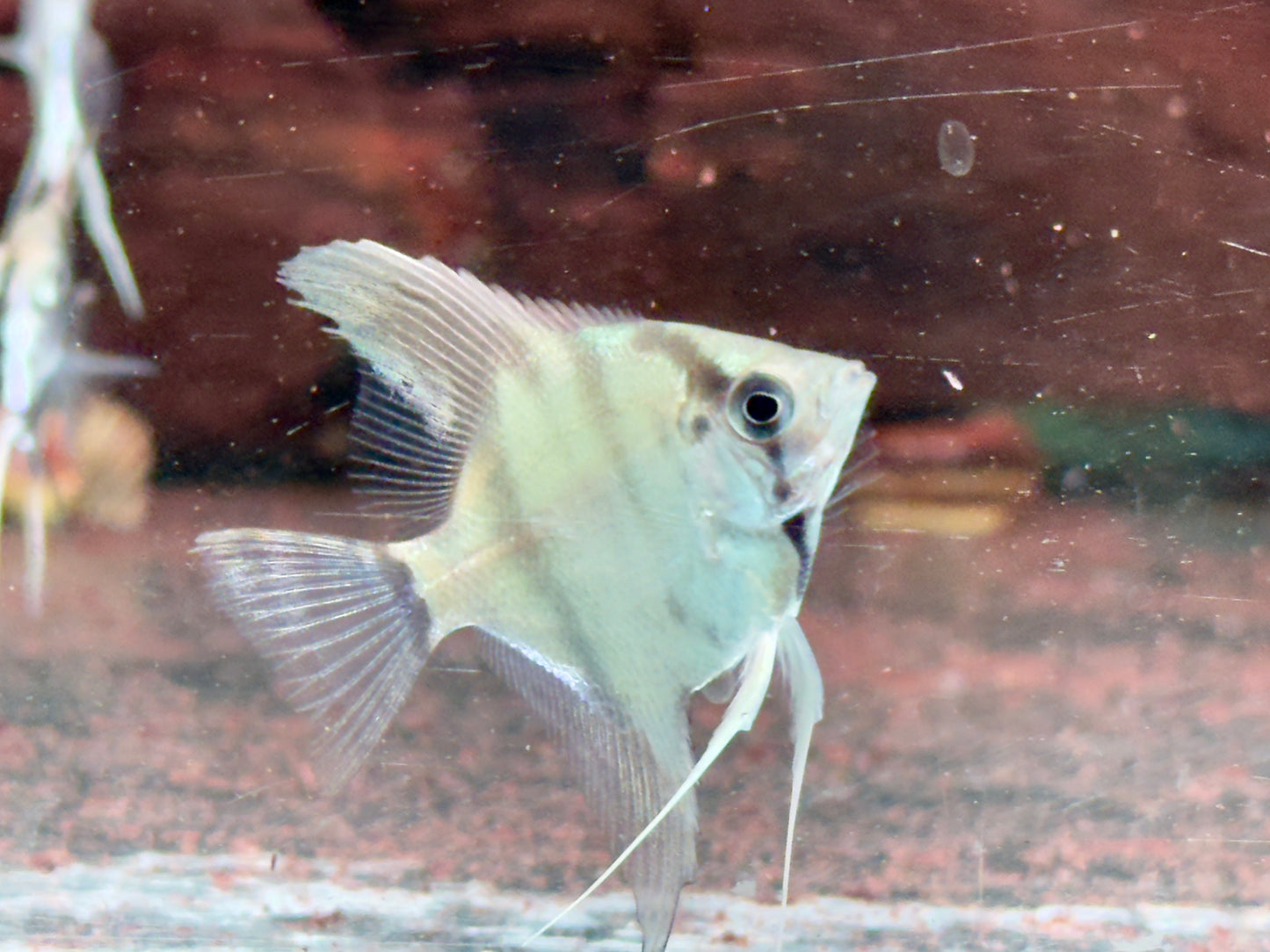 Natur Skalar Pterophyllum scalare