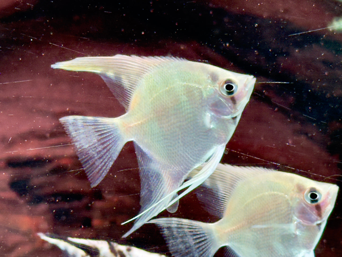 Natur Skalar Pterophyllum scalare