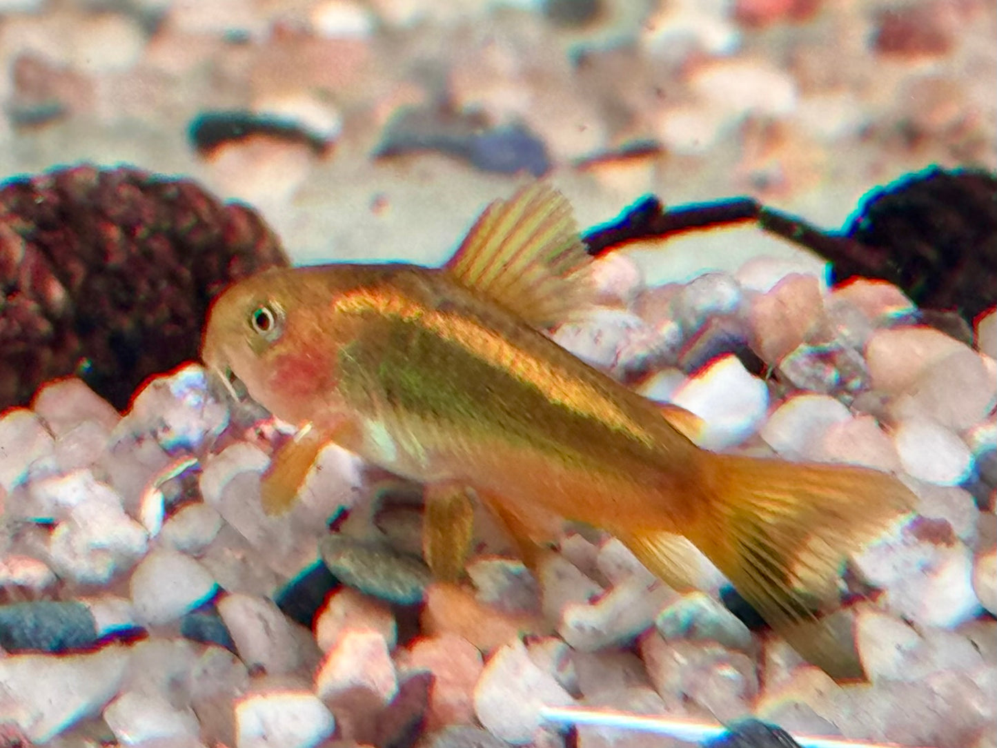 Neon Gold Stripe Panzerwels Corydoras aeneus Neon Gold Stripe CW10