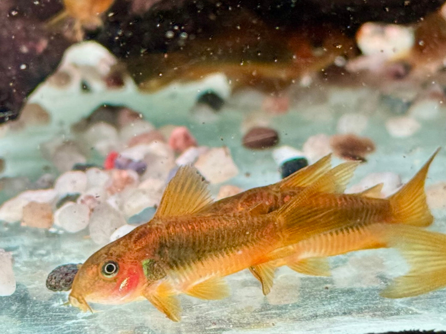 Neon Gold Stripe Panzerwels Corydoras aeneus Neon Gold Stripe CW10