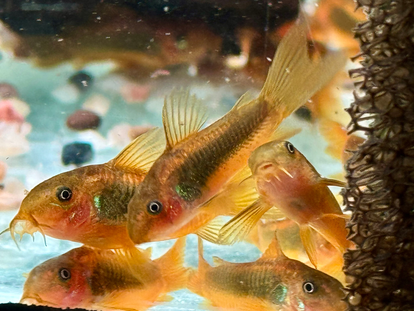Neon Gold Stripe Panzerwels Corydoras aeneus Neon Gold Stripe CW10