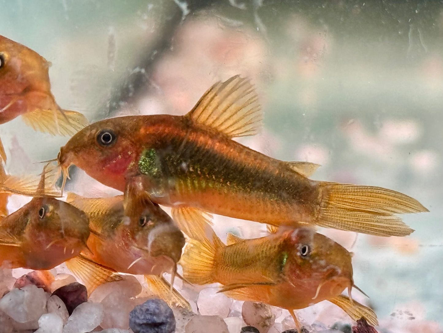 Neon Gold Stripe Panzerwels Corydoras aeneus Neon Gold Stripe CW10