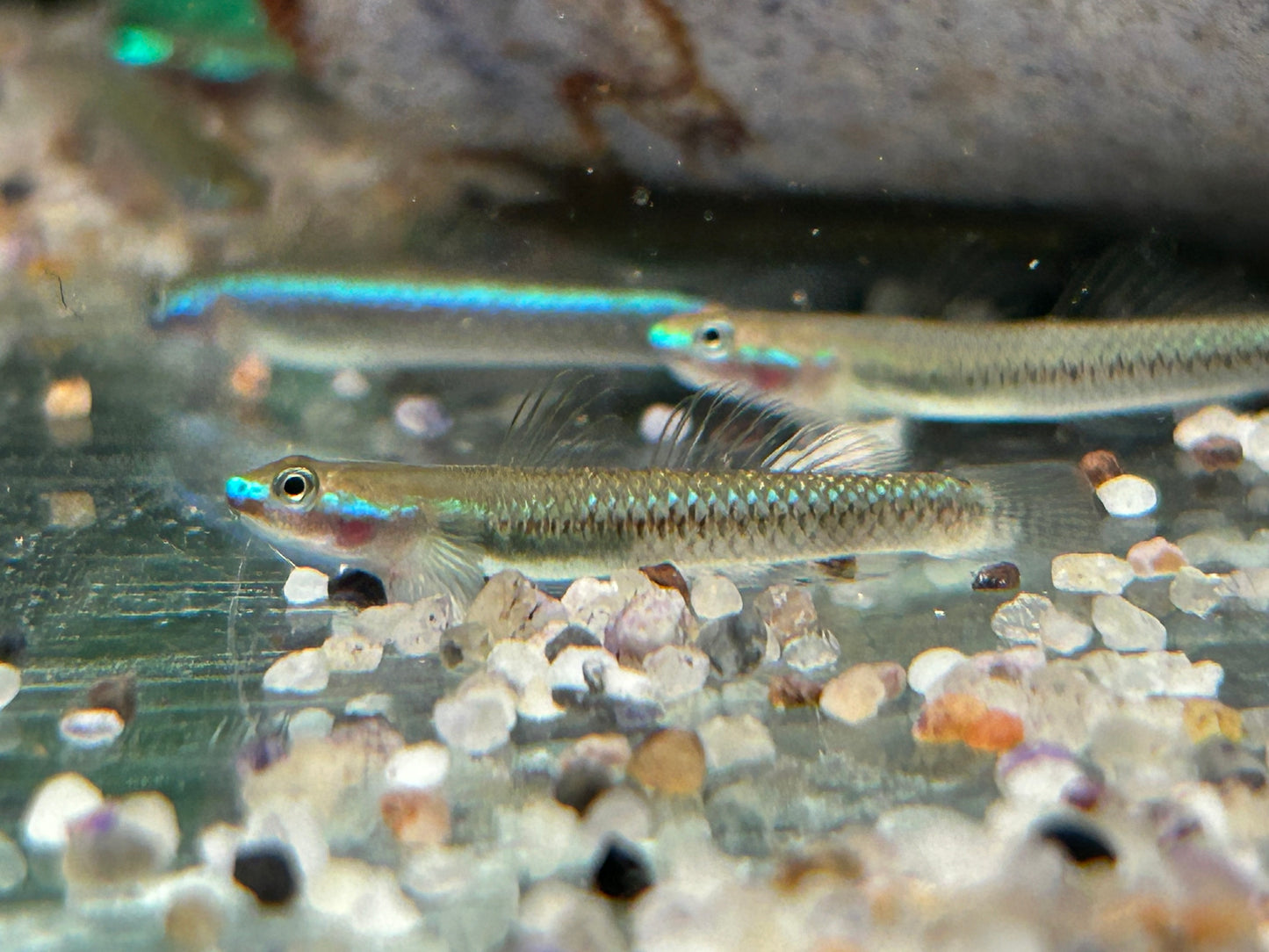 Neonblaue Algengrundel Stiphodon atropurpureus