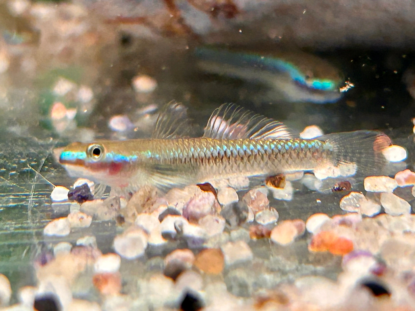 Neonblaue Algengrundel Stiphodon atropurpureus