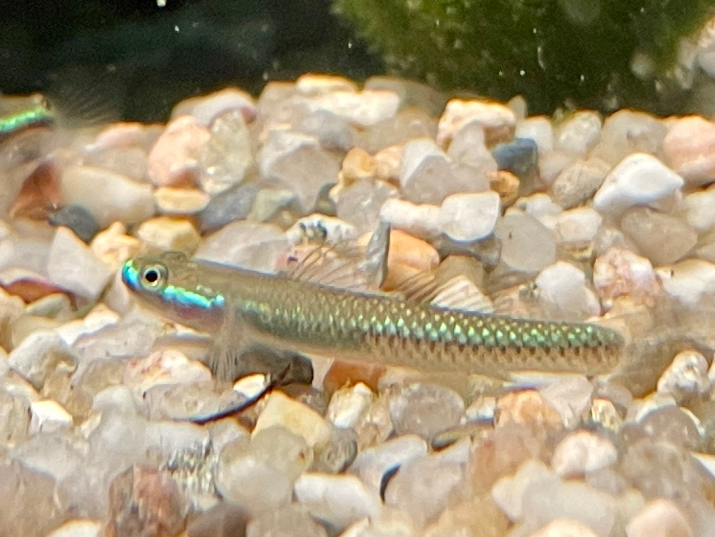 Neonblaue Algengrundel Stiphodon atropurpureus