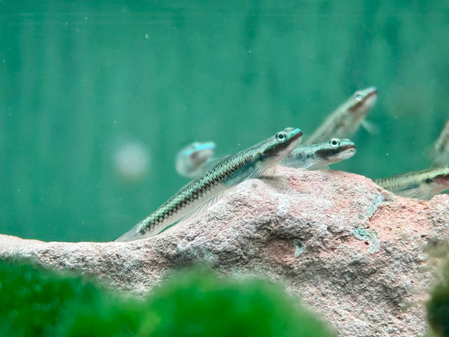 Neonblaue Algengrundel Stiphodon atropurpureus