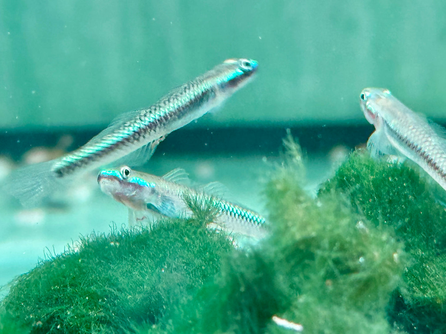 Neonblaue Algengrundel Stiphodon atropurpureus
