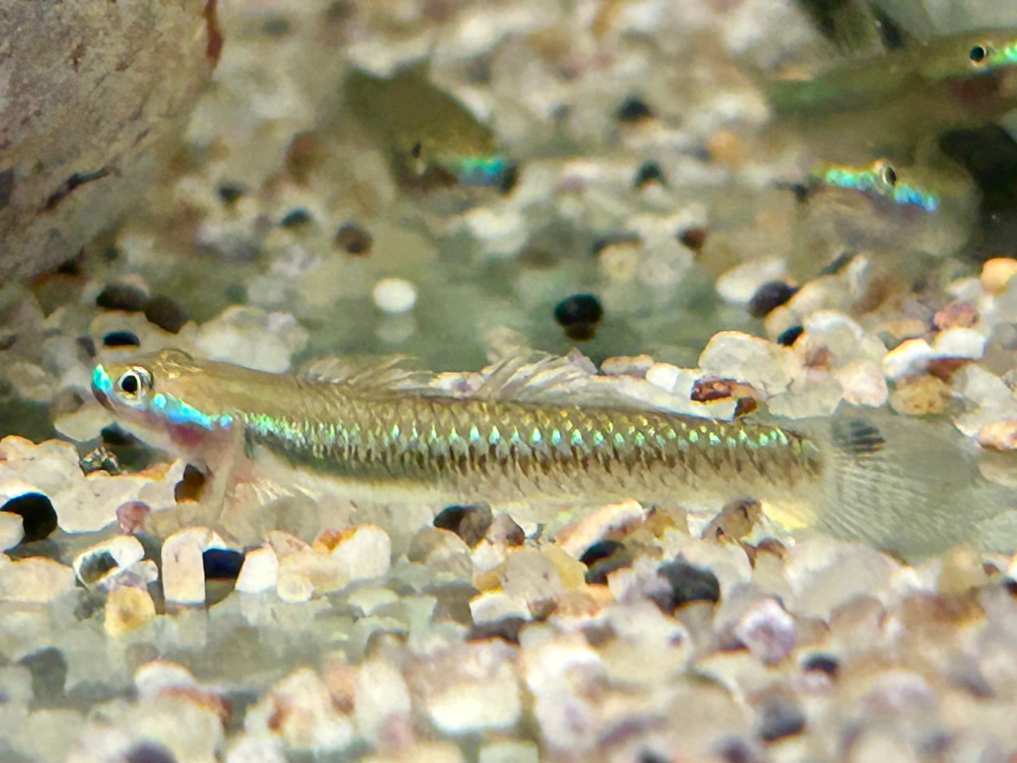 Neonblaue Algengrundel Stiphodon atropurpureus