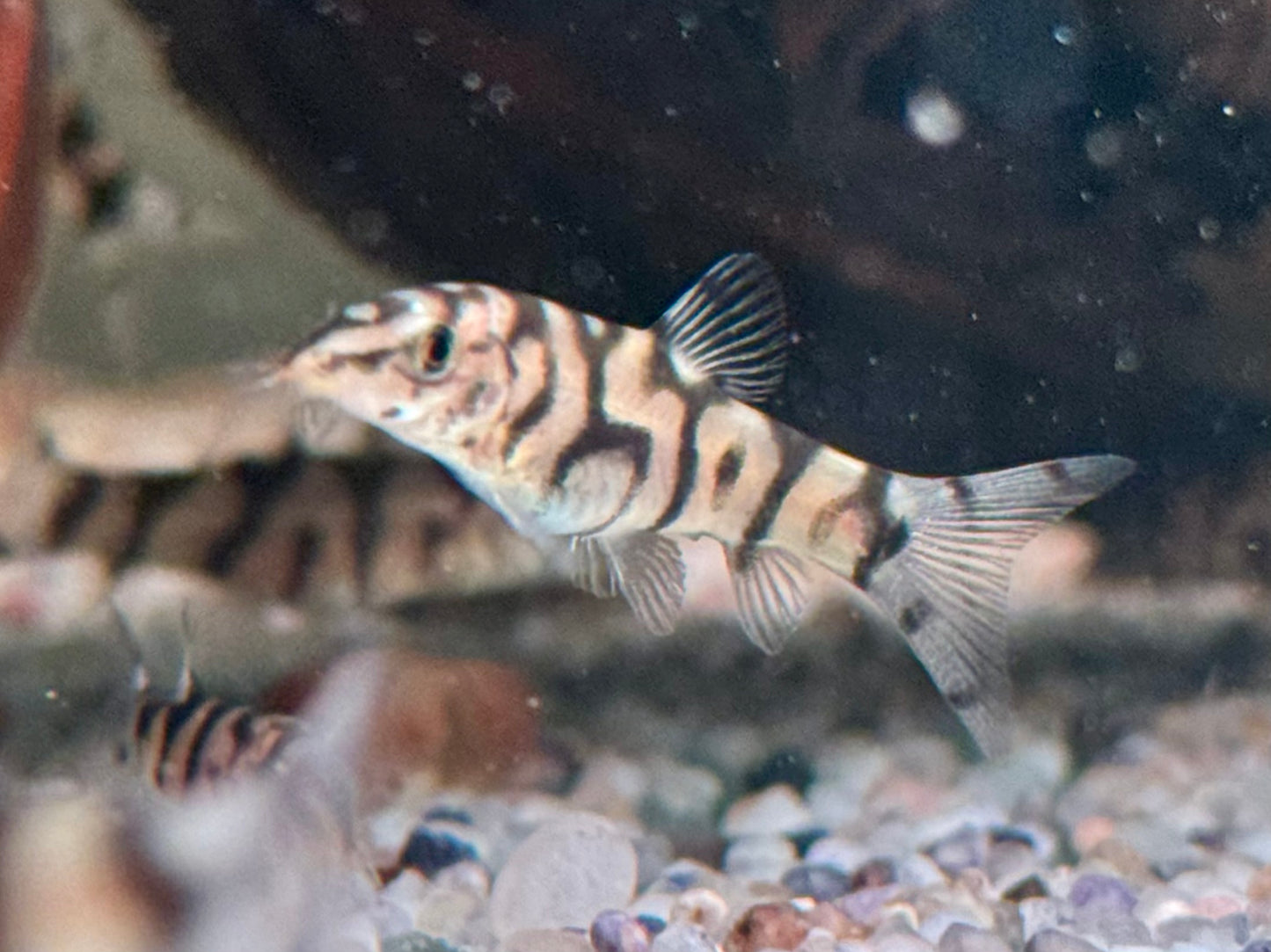 Netzschmerle Botia lohachata