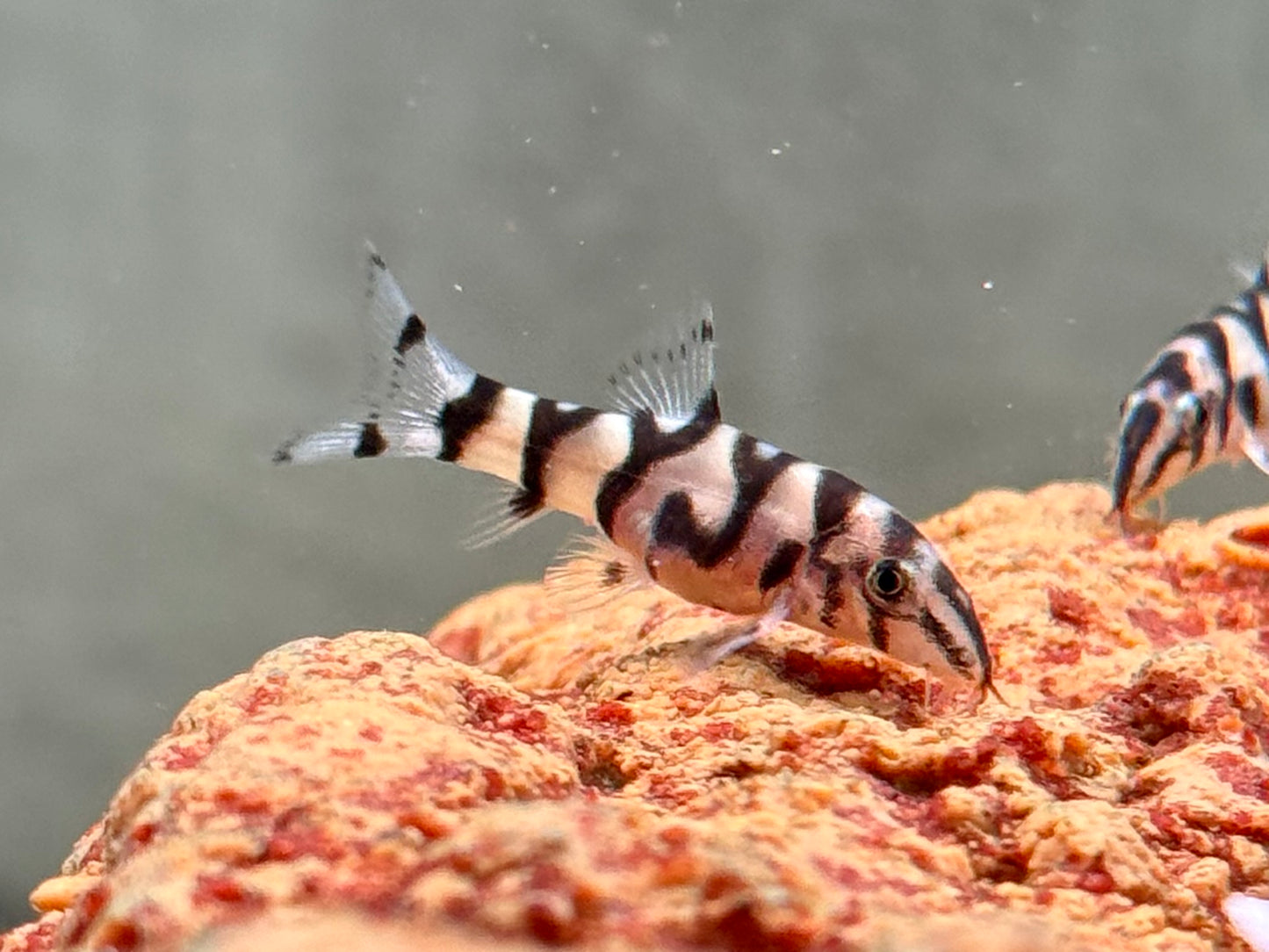 Netzschmerle Botia lohachata
