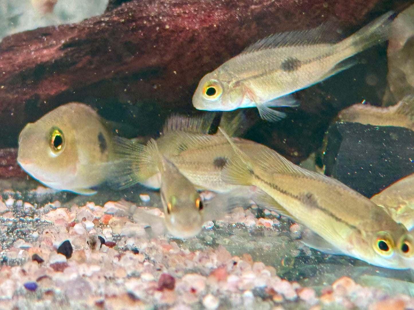 Nicaragua Buntbarsch Hypsophrys I Cichlasoma nicaraguensis