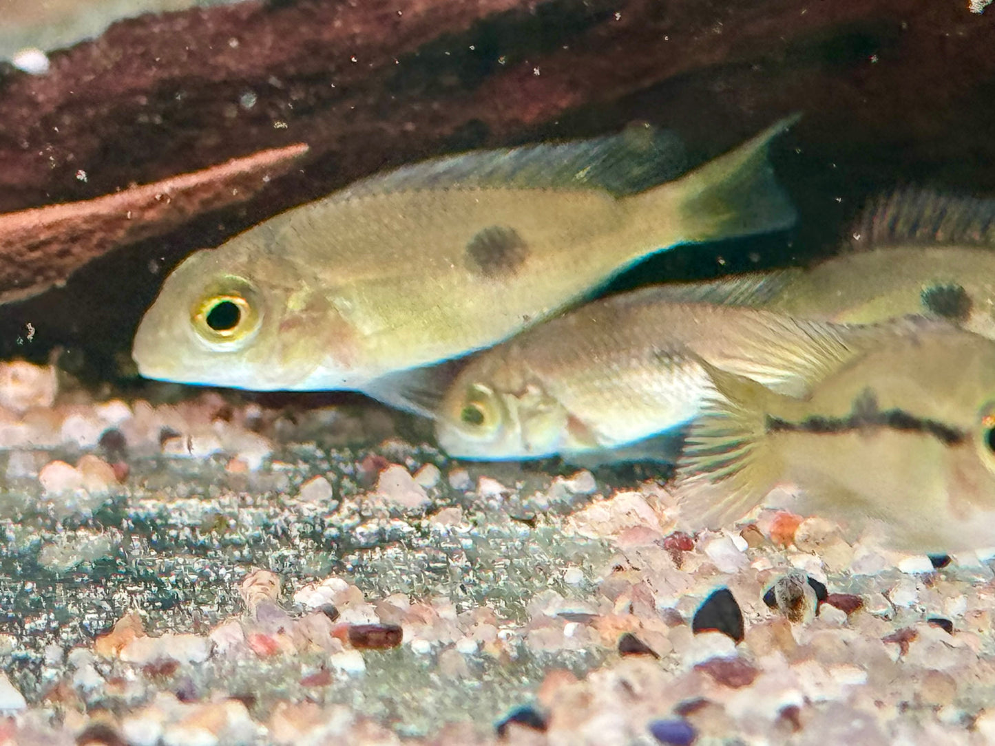 Nicaragua Buntbarsch Hypsophrys I Cichlasoma nicaraguensis
