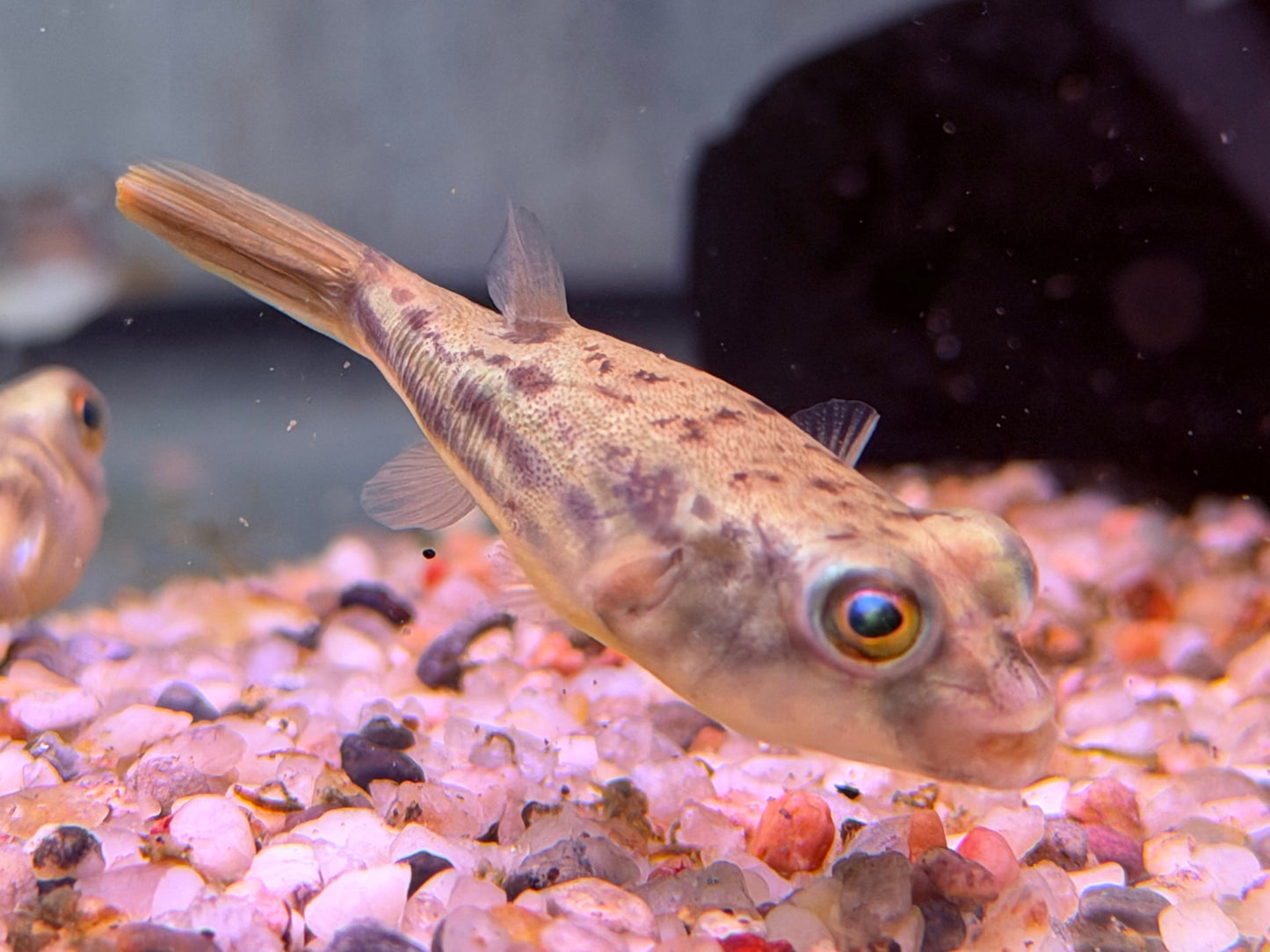 Nilkugelfisch Tetraodon fahaka lineatus 5 cm