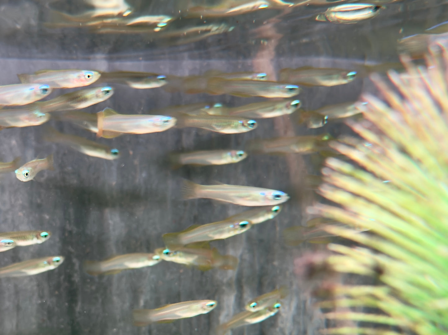 Normans Leuchtaugenfisch Aplocheilychthys normanni