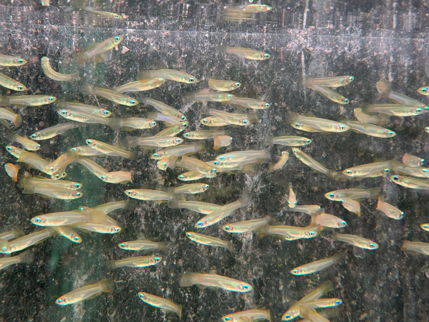 Normans Leuchtaugenfisch Aplocheilychthys normanni