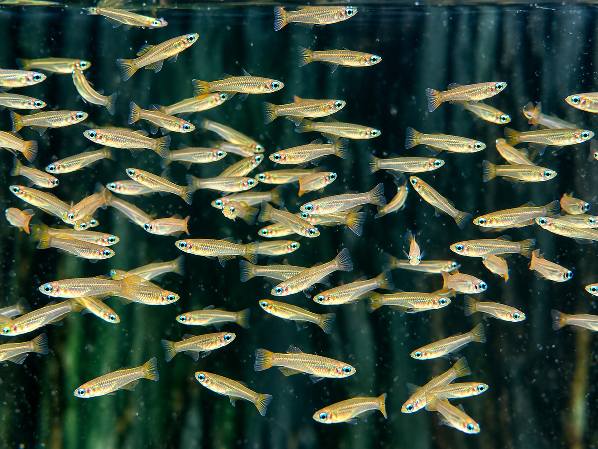 Normans Leuchtaugenfisch Aplocheilychthys normanni
