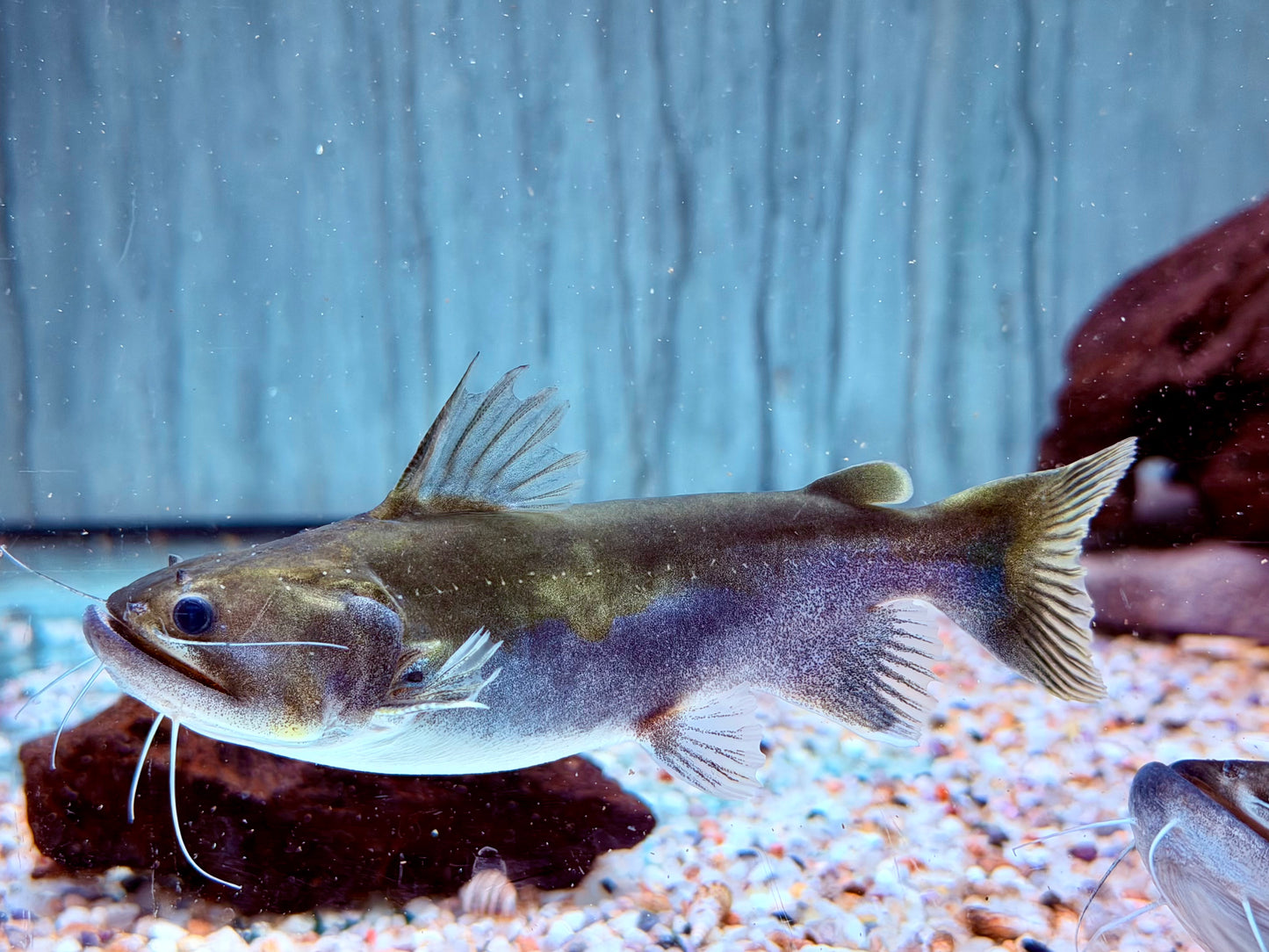 Oger Wels Asterophysus batrachus 10-12 cm