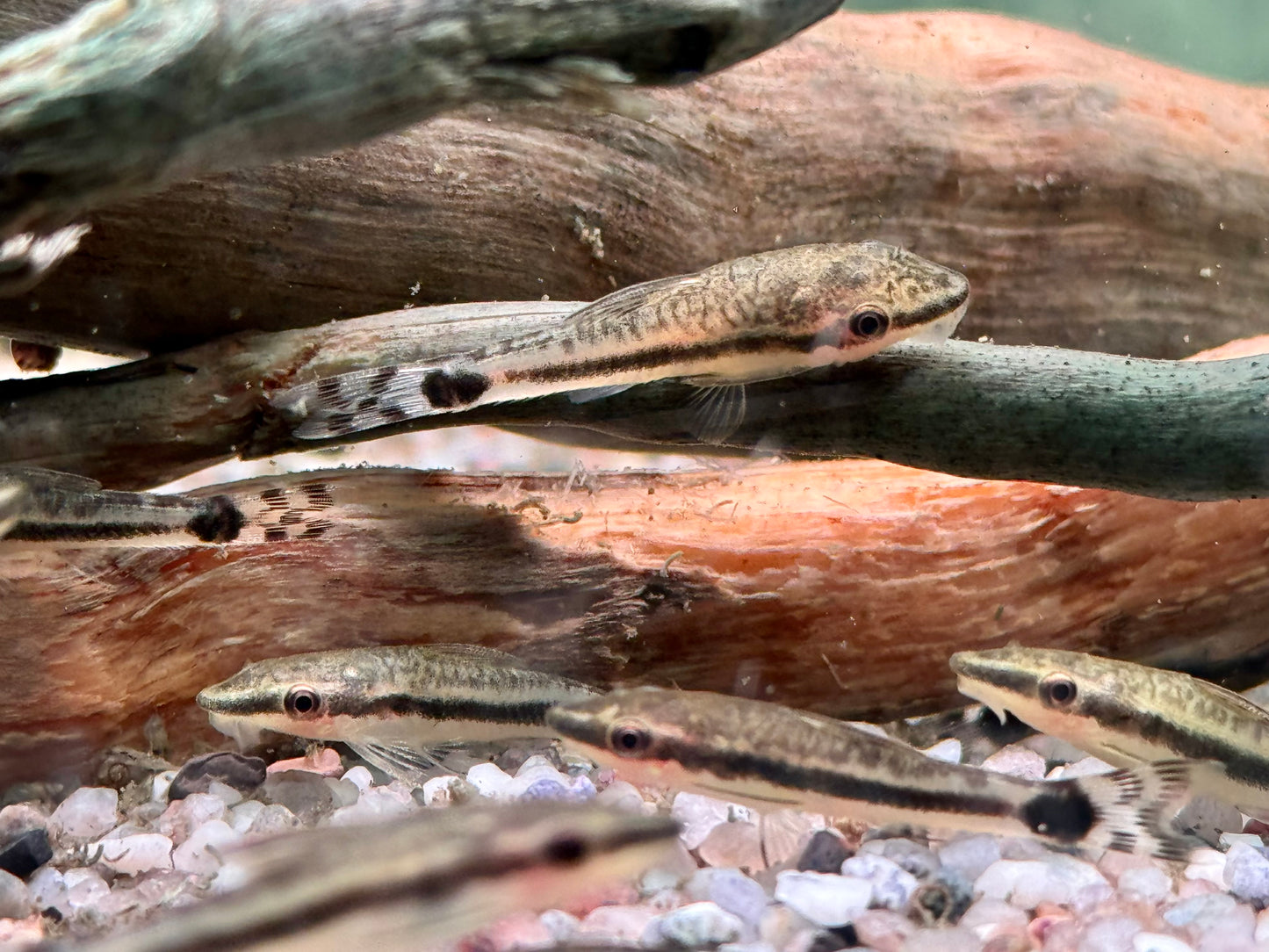 Ohrgitterharnischwels Otocinclus affinis
