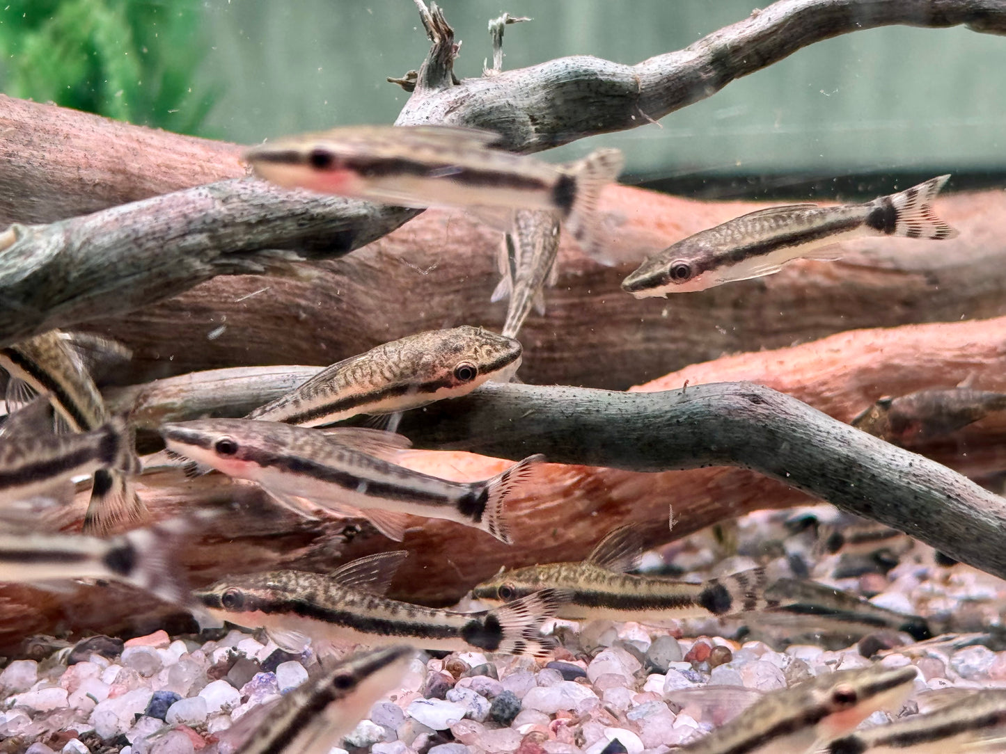 Ohrgitterharnischwels Otocinclus affinis