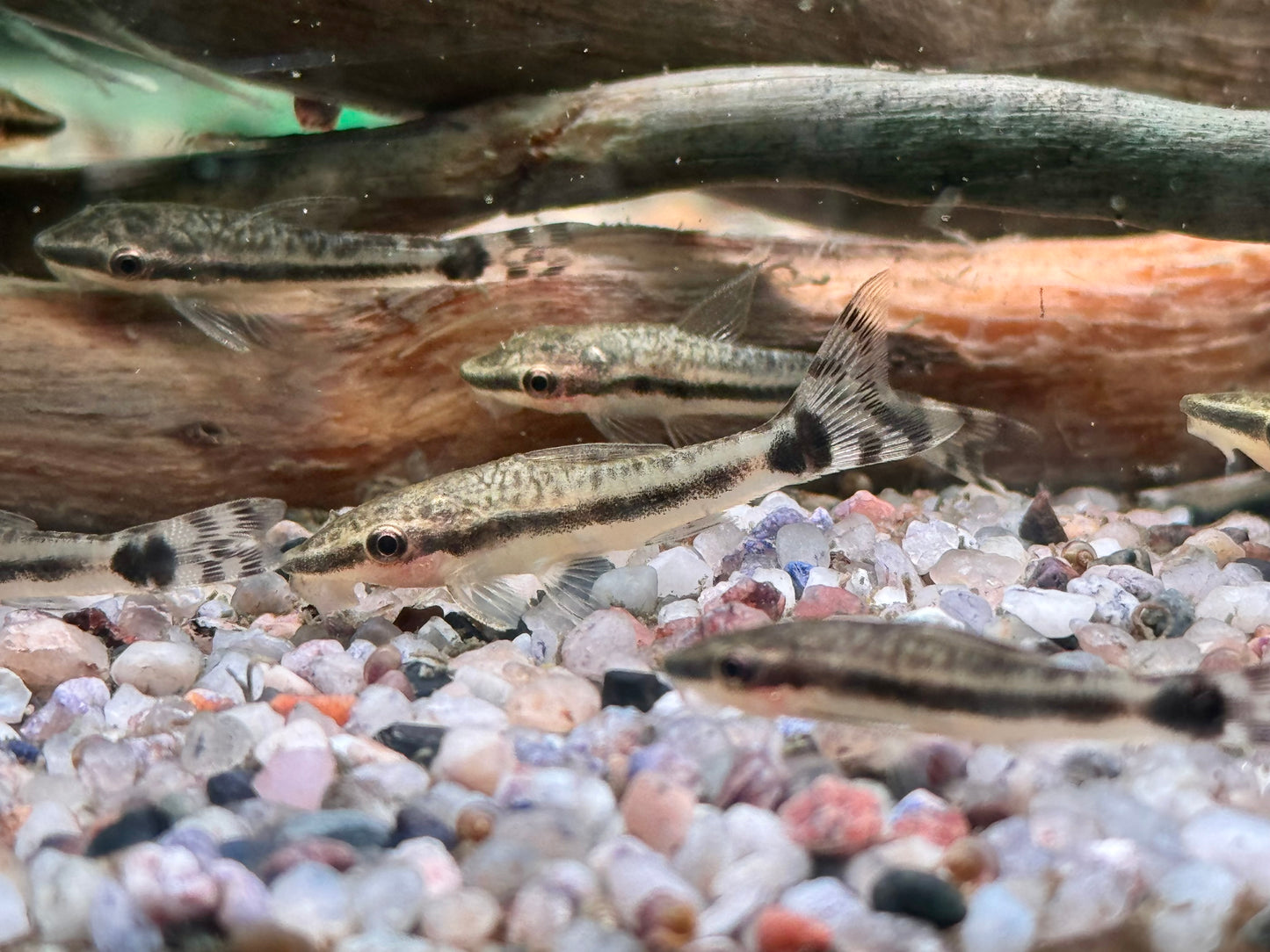 Ohrgitterharnischwels Otocinclus affinis