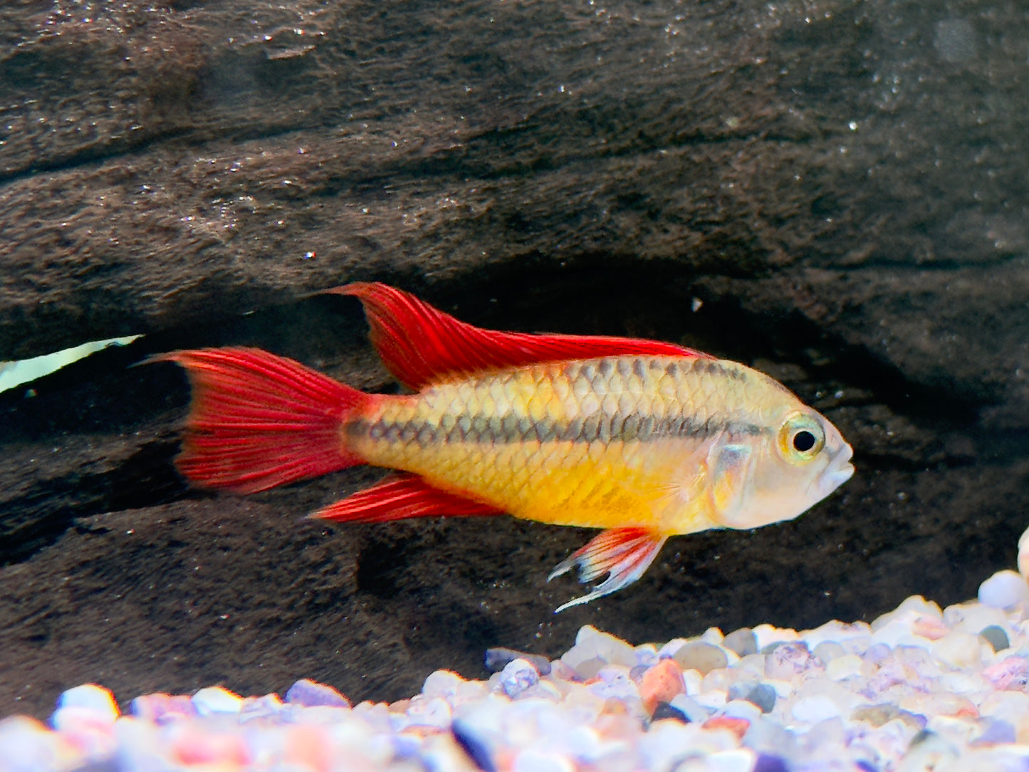 Orange Kakaduzwergbuntbarsch Apistogramma cacatuoides