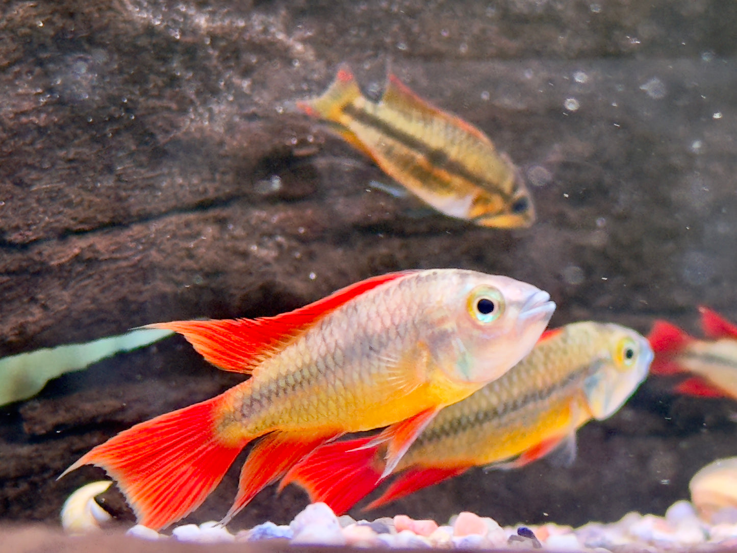 Orange Kakaduzwergbuntbarsch Apistogramma cacatuoides